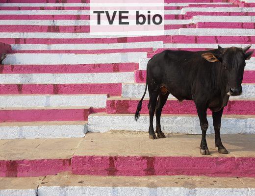 black cow on brown and white concrete floor
