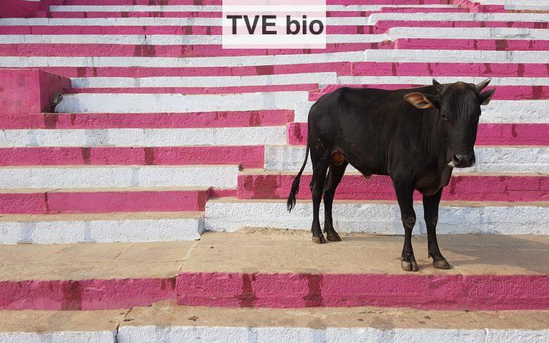 black cow on brown and white concrete floor