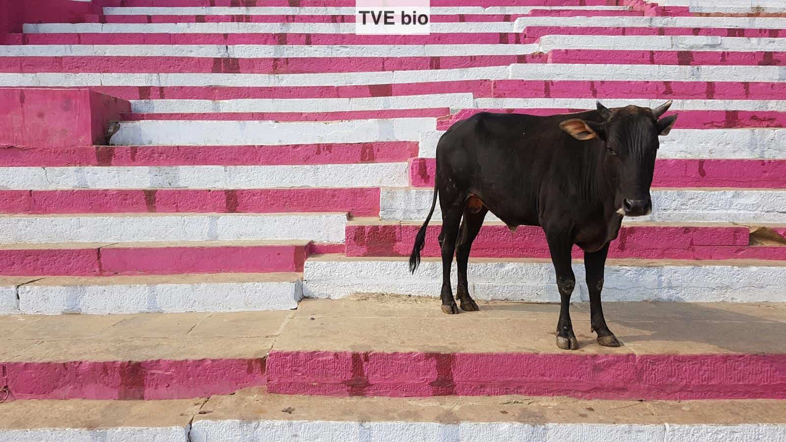 black cow on brown and white concrete floor