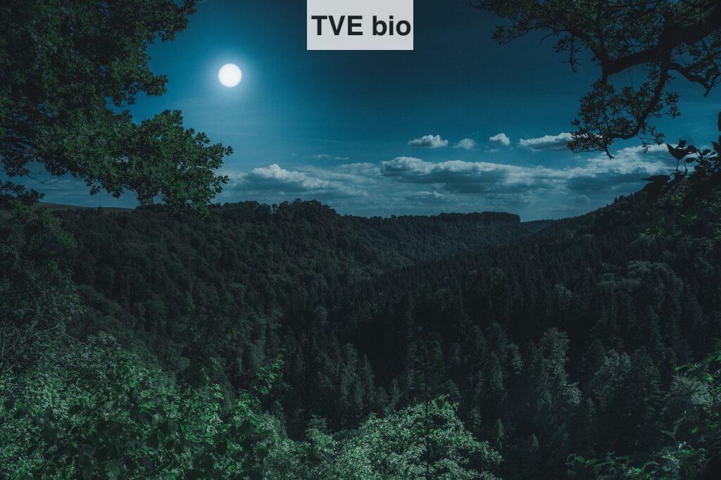 bosque de noche